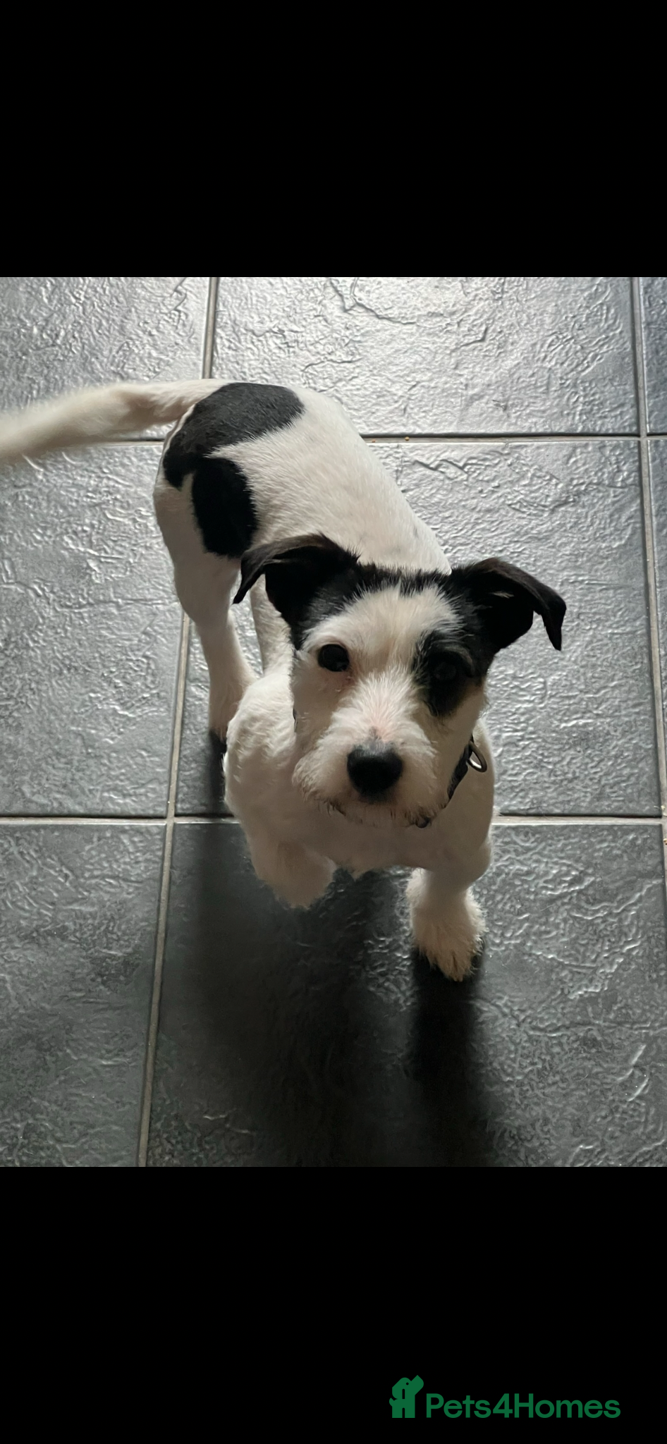 Jack Russell dogs Jack russel for stud - Advert 14