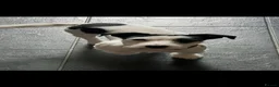 Jack Russell dogs for stud: Jack russel for stud - Advert 1