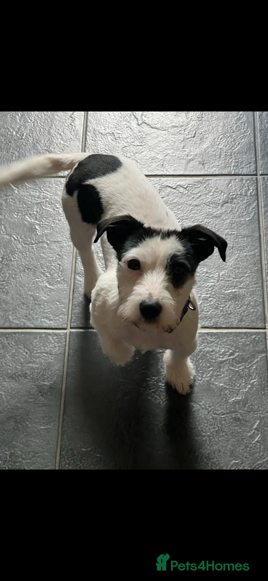 Jack Russell dogs for stud: Jack russel for stud - Advert 1