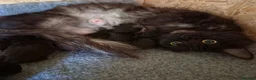 Maine Coon cats for sale: Maine Coon bundles of joy - Advert 13