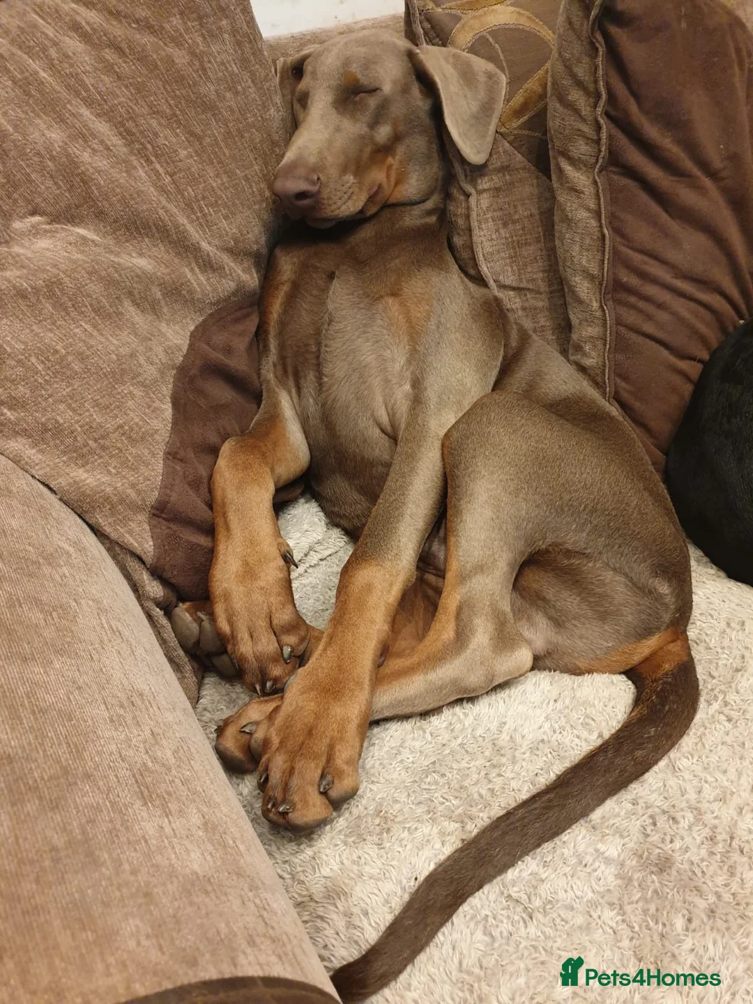 Dobermann dogs for sale: Special rehome - Advert 3
