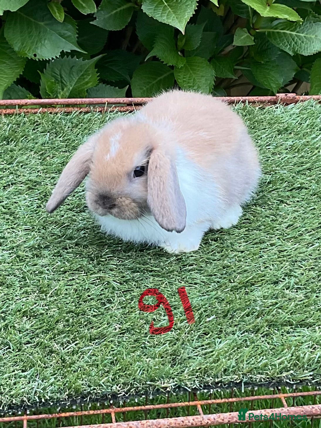 Mini Lop rabbits Pure bred mini lop baby Rabbits. - Advert 1