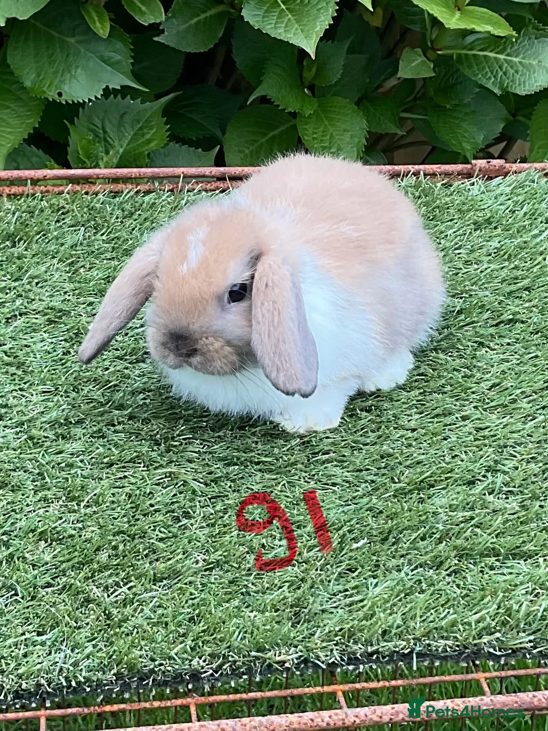 Mini Lop rabbits for sale: Pure bred mini lop baby Rabbits. - Advert 1