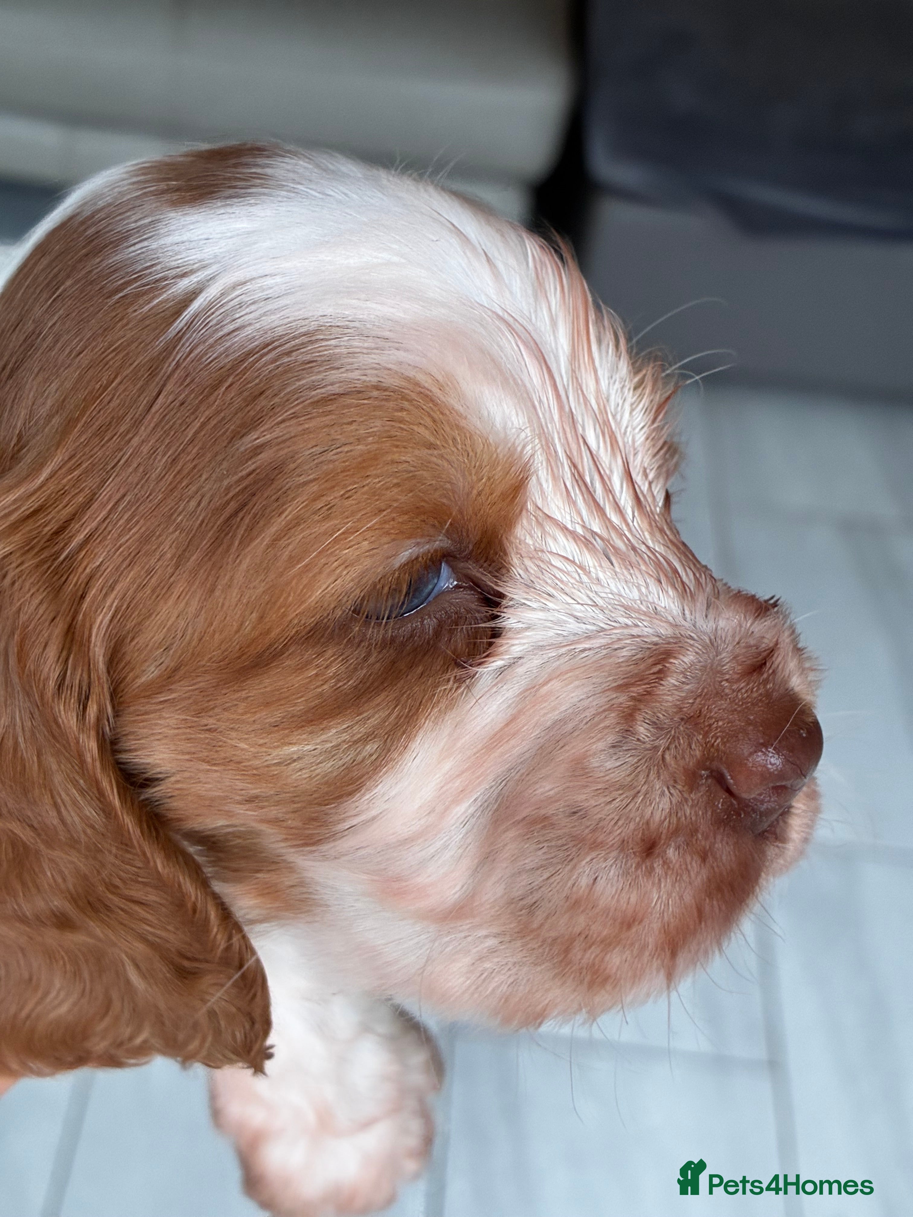Cocker Spaniel dogs KC reg twin show spaniels  - Advert 2