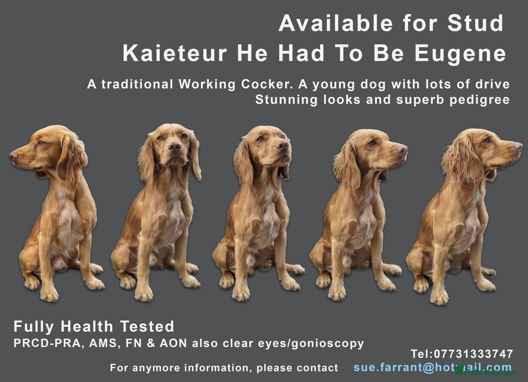 Cocker Spaniel dogs for stud: Cocker for stud in Polegate - Advert 3
