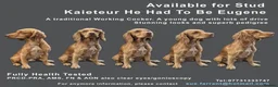 Cocker Spaniel dogs for stud: Cocker for stud in Polegate - Advert 3