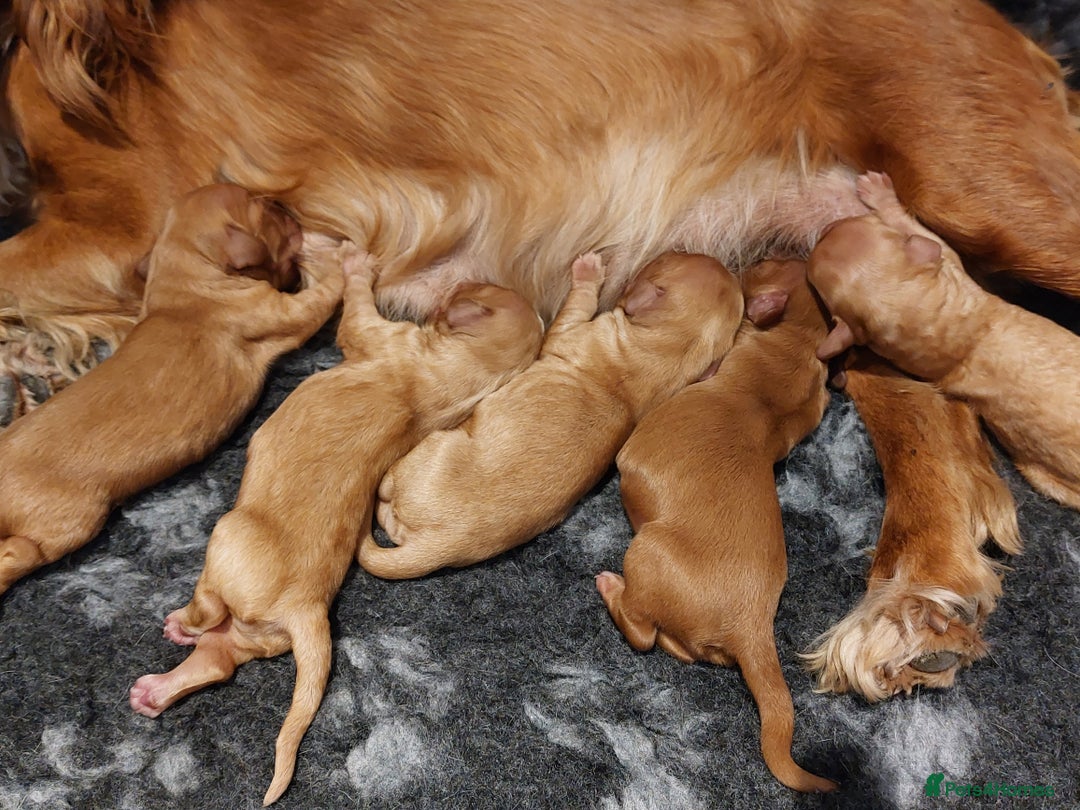 Cocker Spaniel dogs for sale: Red working cocker pups - Image 5