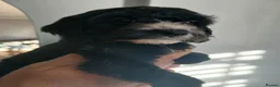 Cockapoo dogs for sale: Beautiful F1 cockapoo puppies  in Whitstable - Advert 2