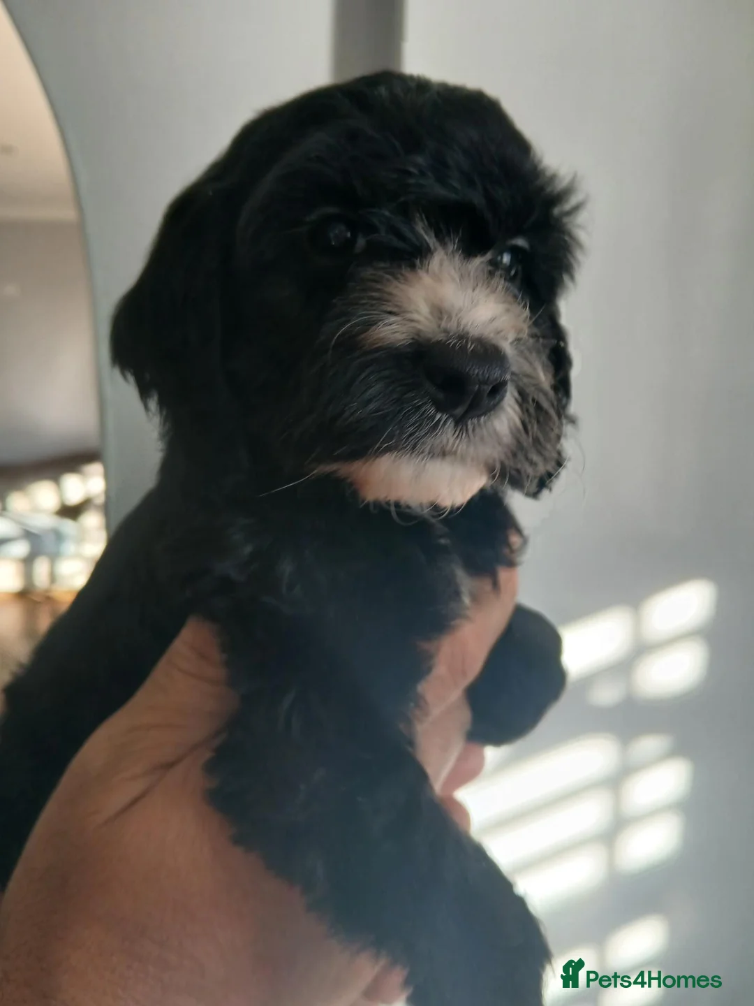 Cockapoo dogs for sale: Beautiful F1 cockapoo puppies  in Whitstable - Advert 2