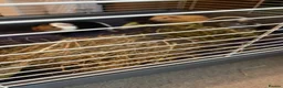 Guinea Pig rodents for sale: 3 female guinea pigs  in Canterbury - Advert 3