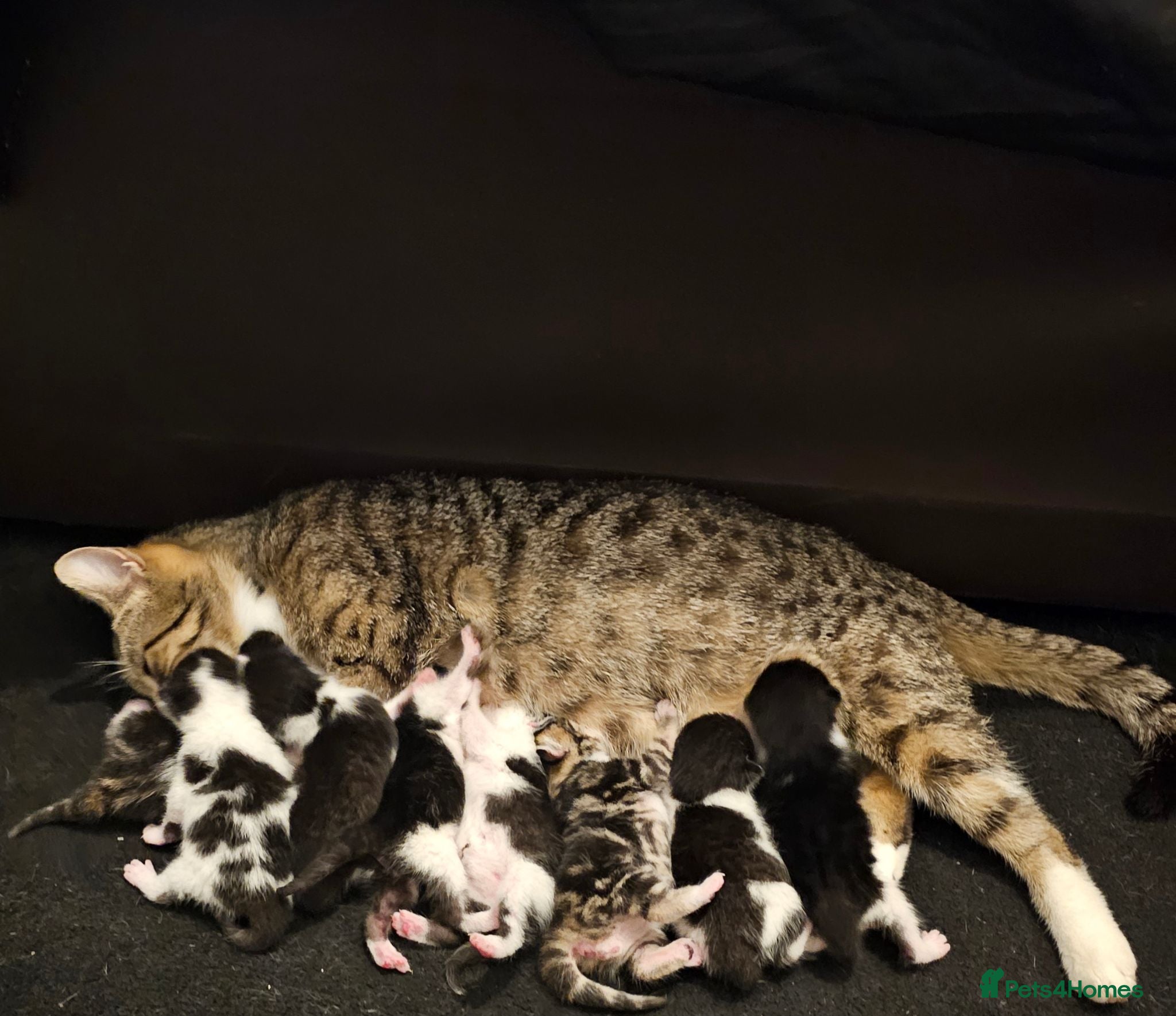 Mixed Breed cats 8 Beautiful Kittens – Deposits Now Being Taken - Advert 3