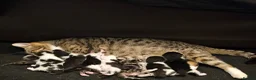 Mixed Breed cats for sale: 8 Beautiful Kittens – Deposits Now Being Taken - Advert 1