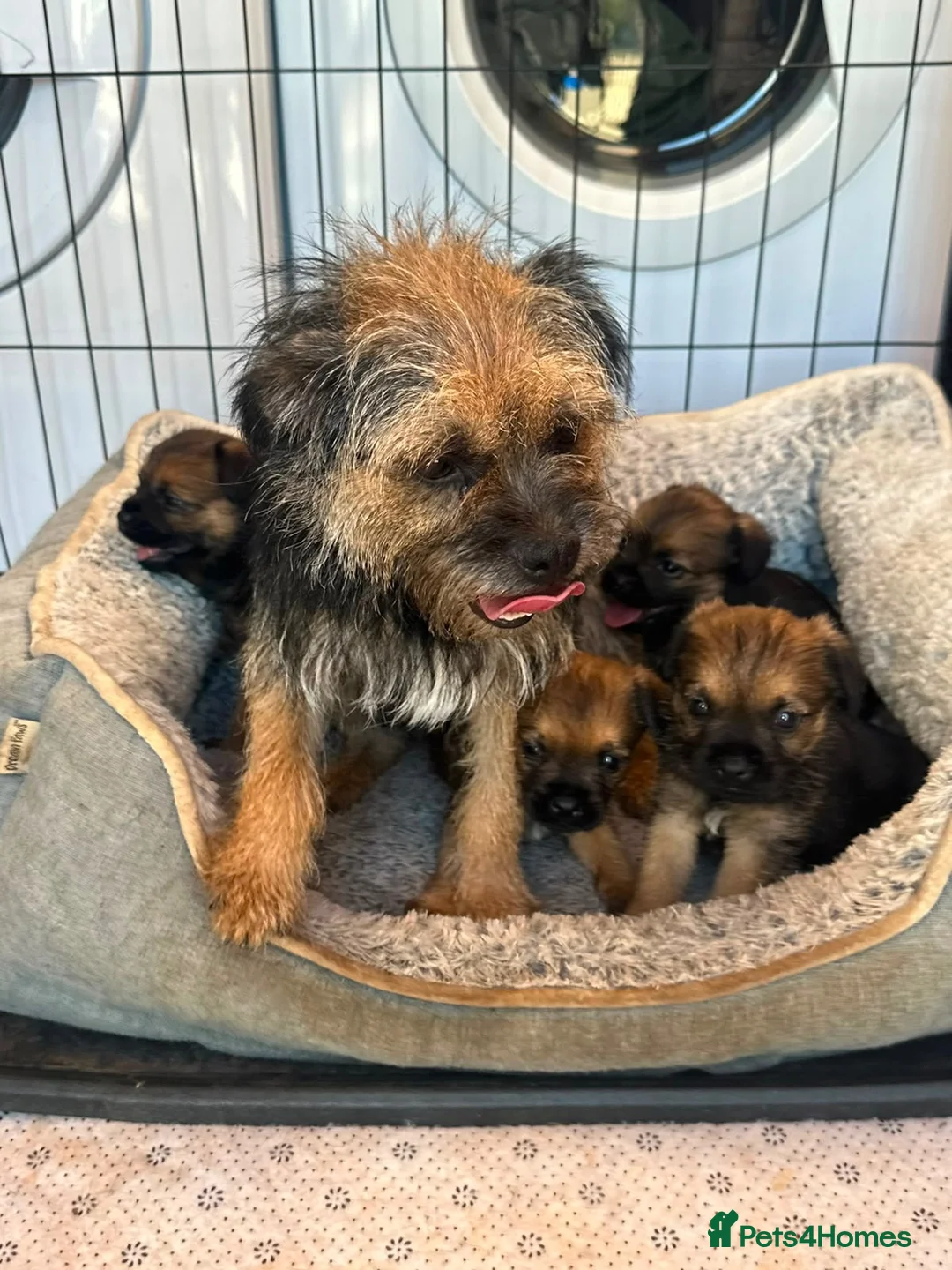 Border Terrier dogs for sale: Border terrier puppy’s  - Advert 23