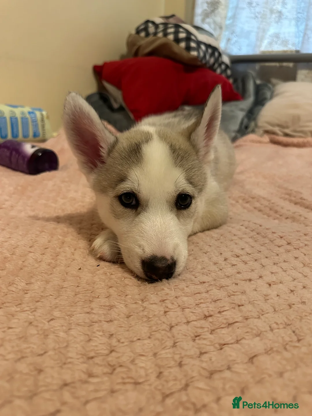 Siberian Husky dogs for sale: ✨ Siberian Huskies puppies ✨ - Advert 8