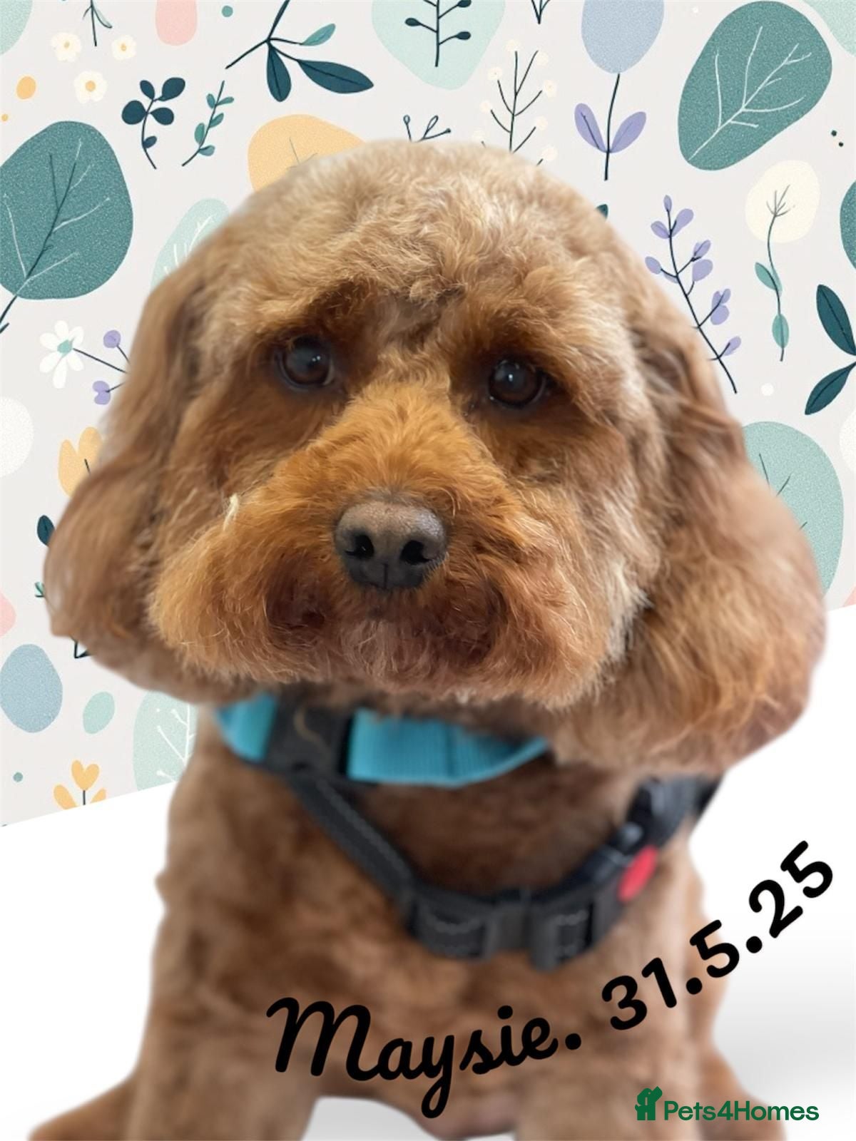 Cavapoo dogs Maysie  - Advert 5