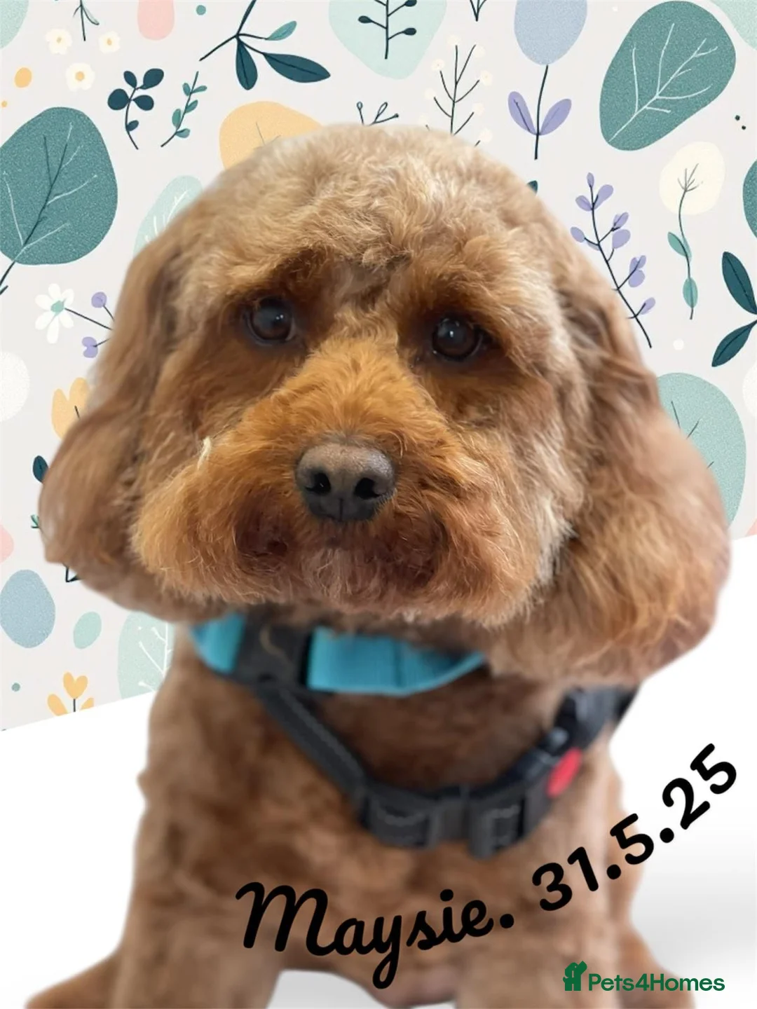 Cavapoo dogs for sale: Maysie  - Advert 1