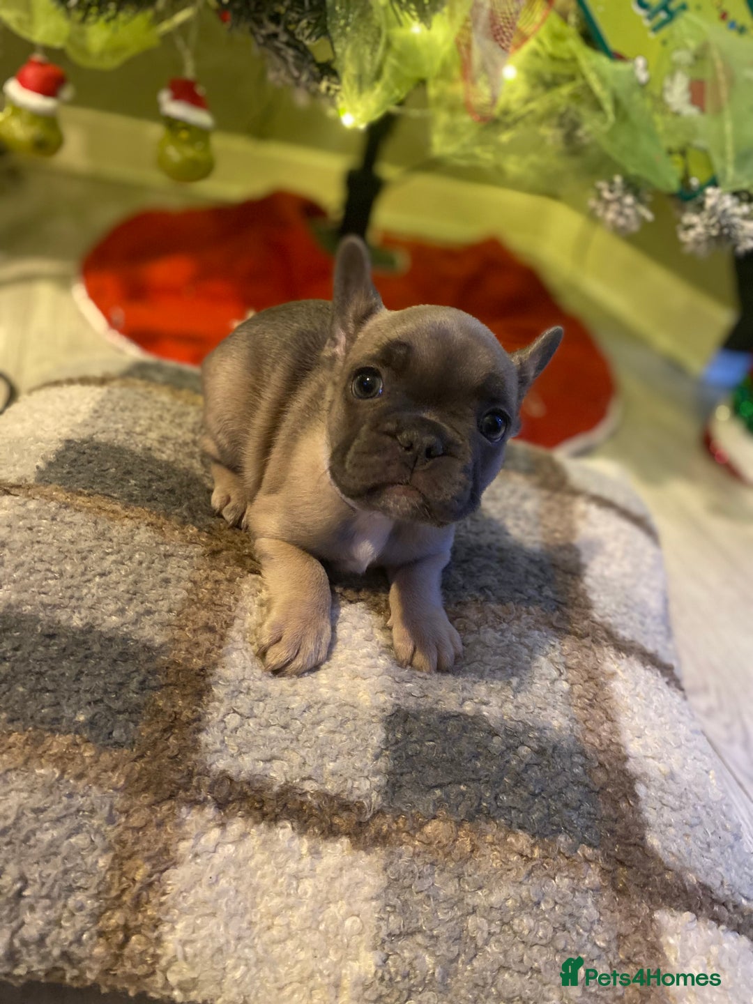 French Bulldog dogs for sale: 7 week old frenchie £650 - Advert 3