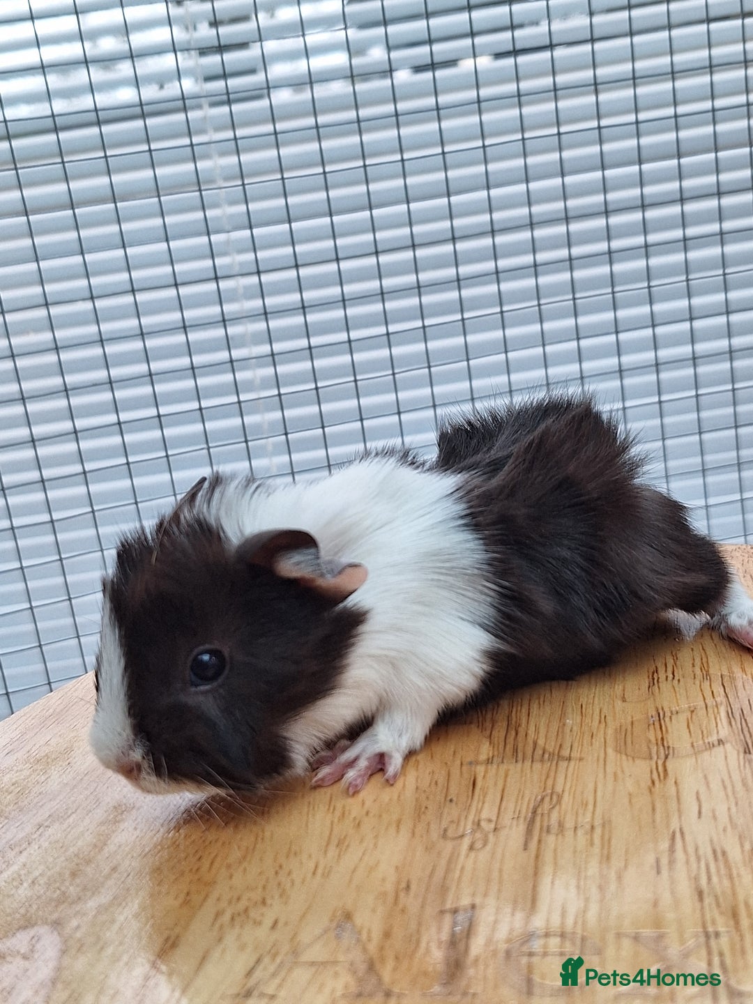 Guinea Pig rodents for sale: Baby Guinea Pig - Advert 5