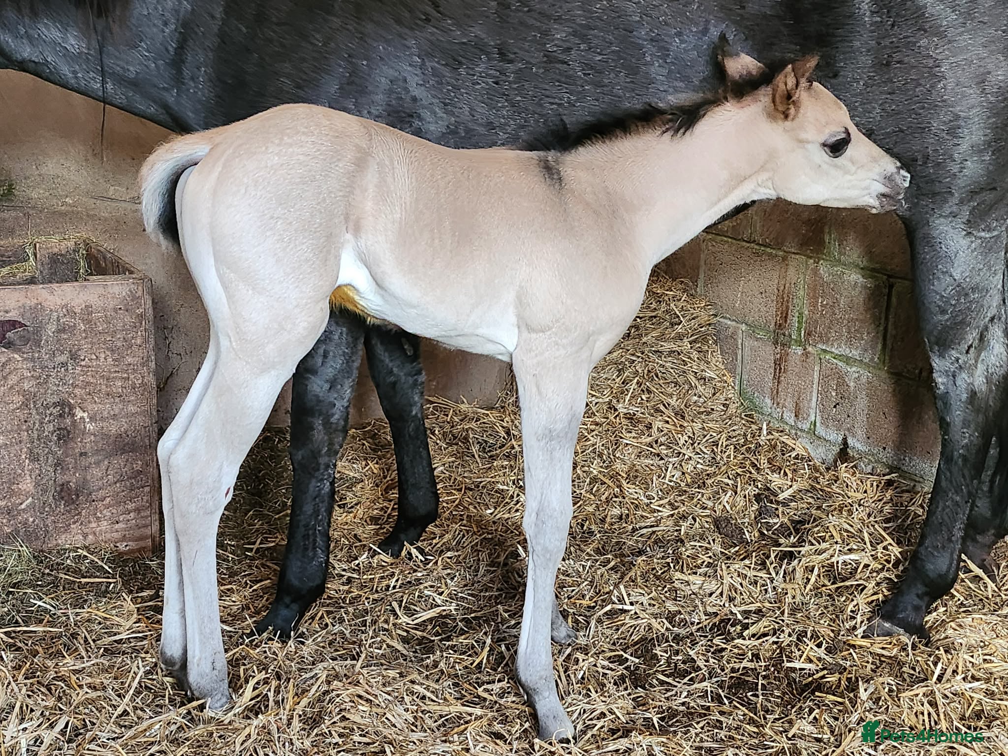 American Quarter horses for sale: QH Filly searching for superior dwelling & staff - Advert 13