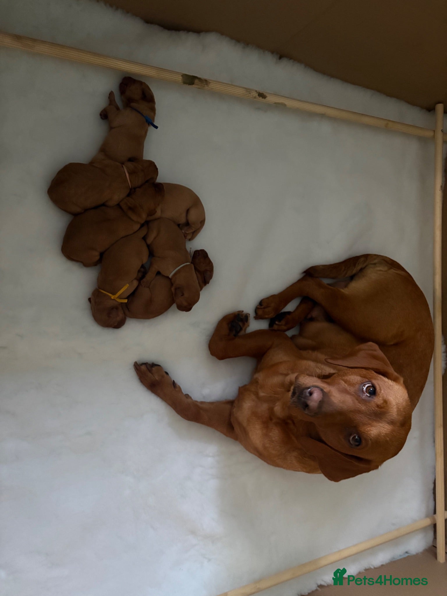 Labrador Retriever dogs KC Registered Fox Red Labrador Puppies. Due 7/7/26 - Advert 1
