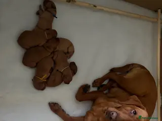 Labrador Retriever dogs KC Registered Fox Red Labrador Puppies. Due 7/7/26 - Advert 1