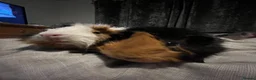 Guinea Pig rodents for sale: guinea pigs - Advert 8