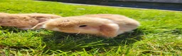 Mini Lop rabbits for sale: Amazing Mini Lop Bunnies for sale  - Advert 4