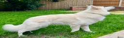 German Shepherd dogs for stud: *Proven* White Shepherd Dog at Stud  - Advert 12