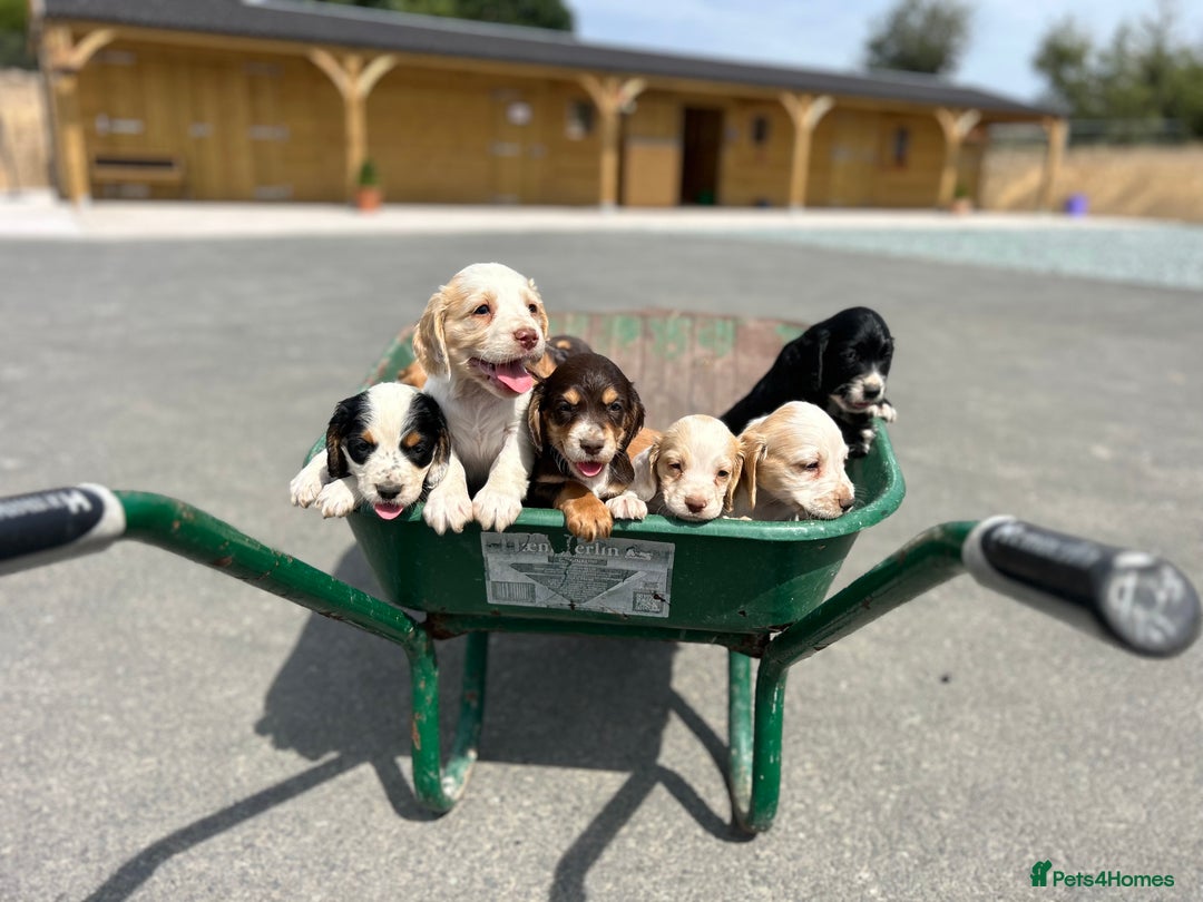 Cocker Spaniel dogs for sale: 5th generation, family, Cocker Spaniel Puppies - Image 2