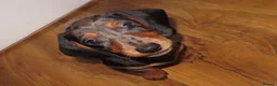Miniature Dachshund dogs for sale: Mini dachshund  - Advert 2