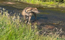 Lurcher dogs for sale: 3 year old male lurcher  - Image 2