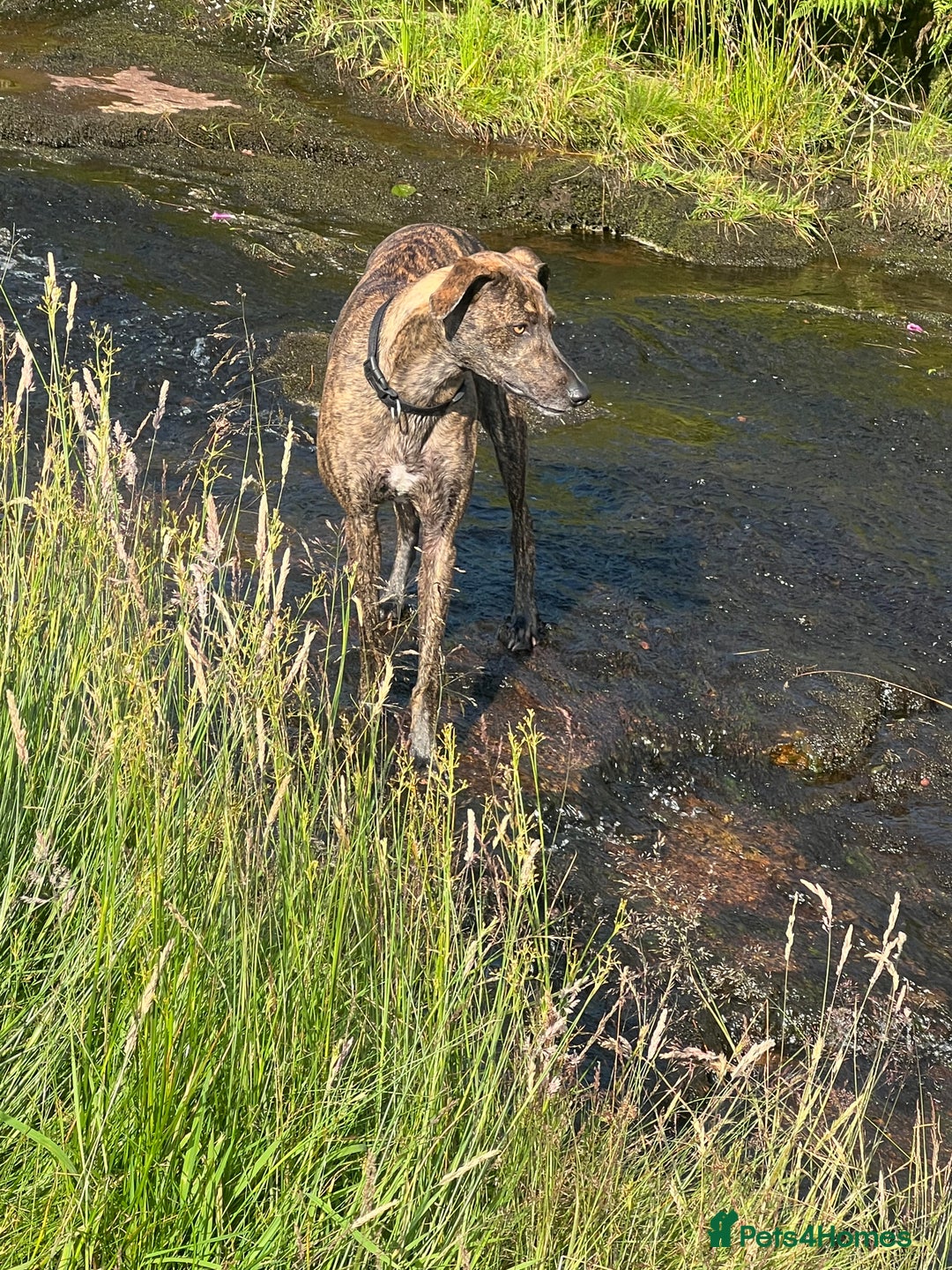 Lurcher dogs for sale: 3 year old male lurcher  - Image 2
