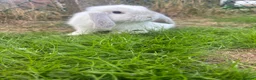 Mini Lop rabbits for sale: White a grey mini lop bunny  - Advert 6