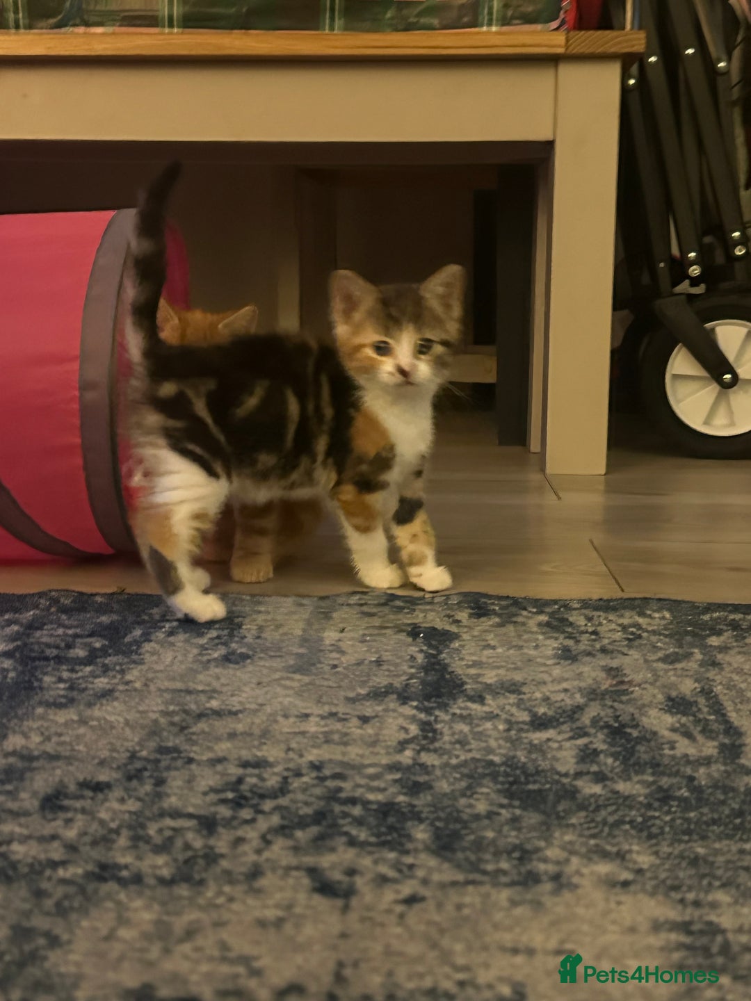 Mixed Breed cats for sale: 2 Gorgeous kittens available  - Advert 2