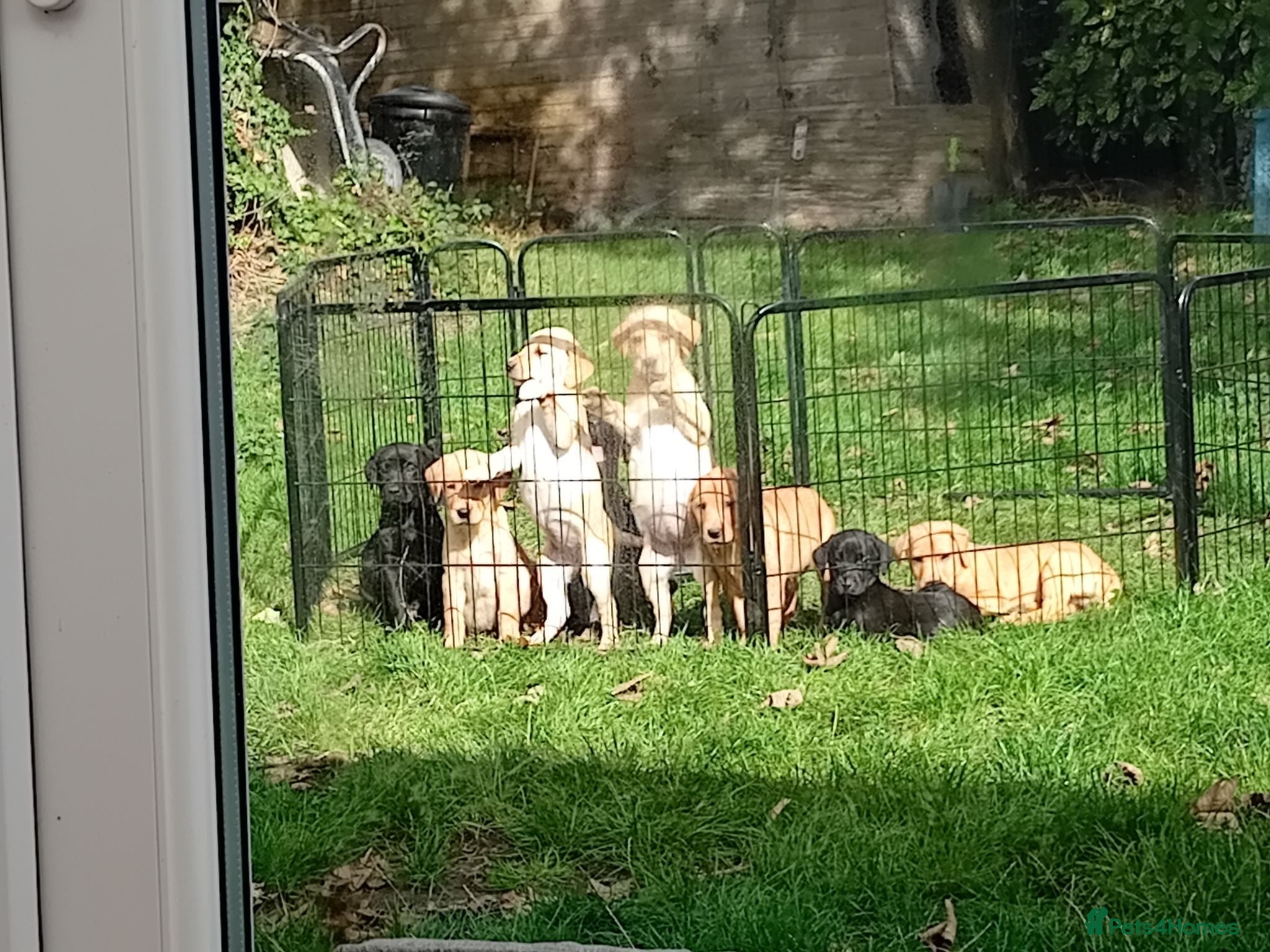 Labrador Retriever dogs Labrador pups for sale black and fox red.  - Advert 12