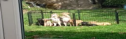 Labrador Retriever dogs for sale: Ready to go now Labrador pups for sale.  - Advert 6