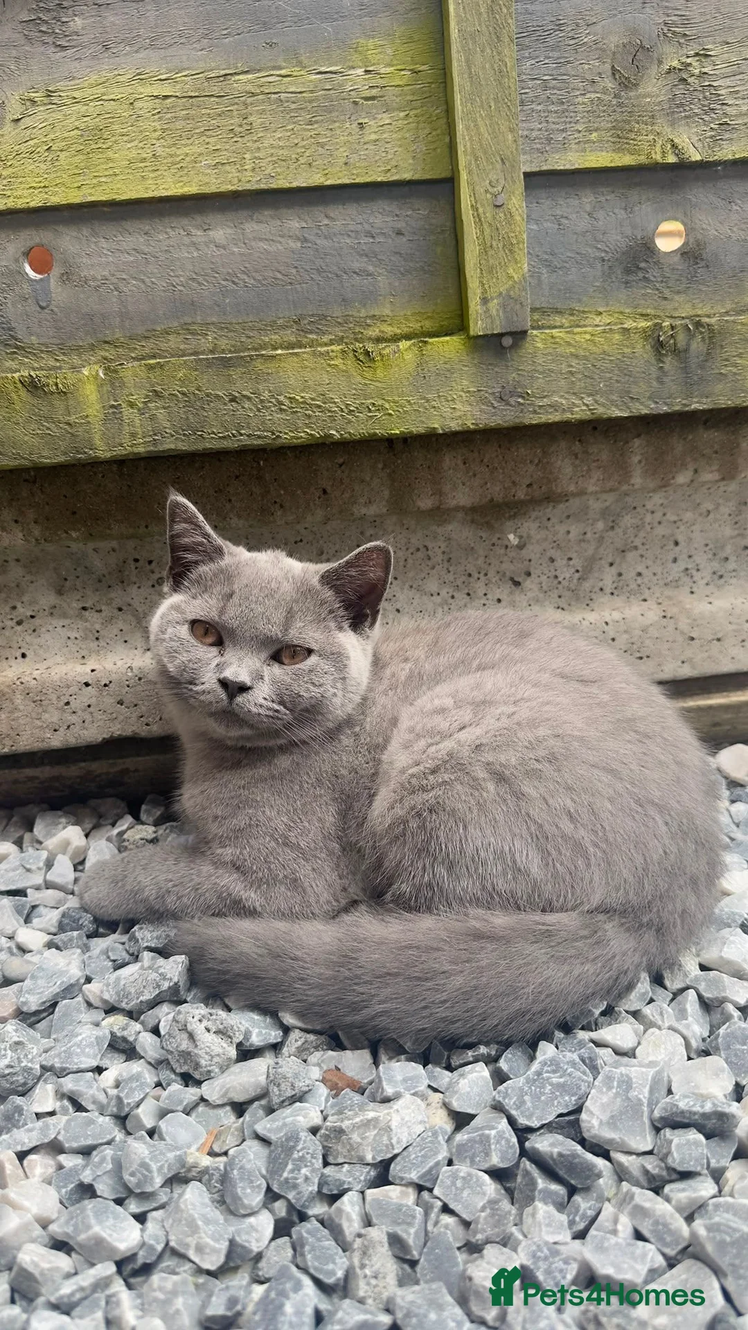 British Shorthair cats for sale: British shorthair - Advert 15