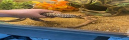 Leopard Gecko reptiles for sale: leopard gecko with enclosure  - Advert 6