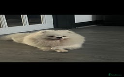 Pomeranian dogs for sale: Pomeranian  - Image 2