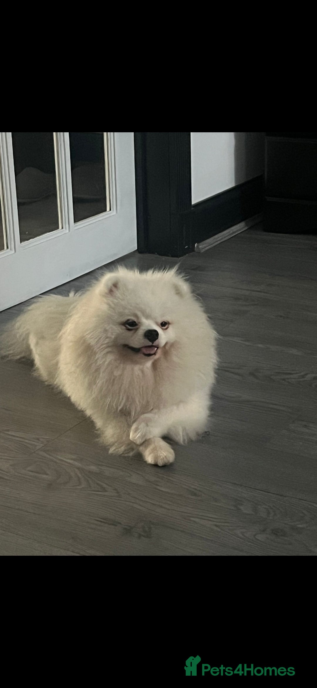 Pomeranian dogs for sale: Pomeranian  - Image 2