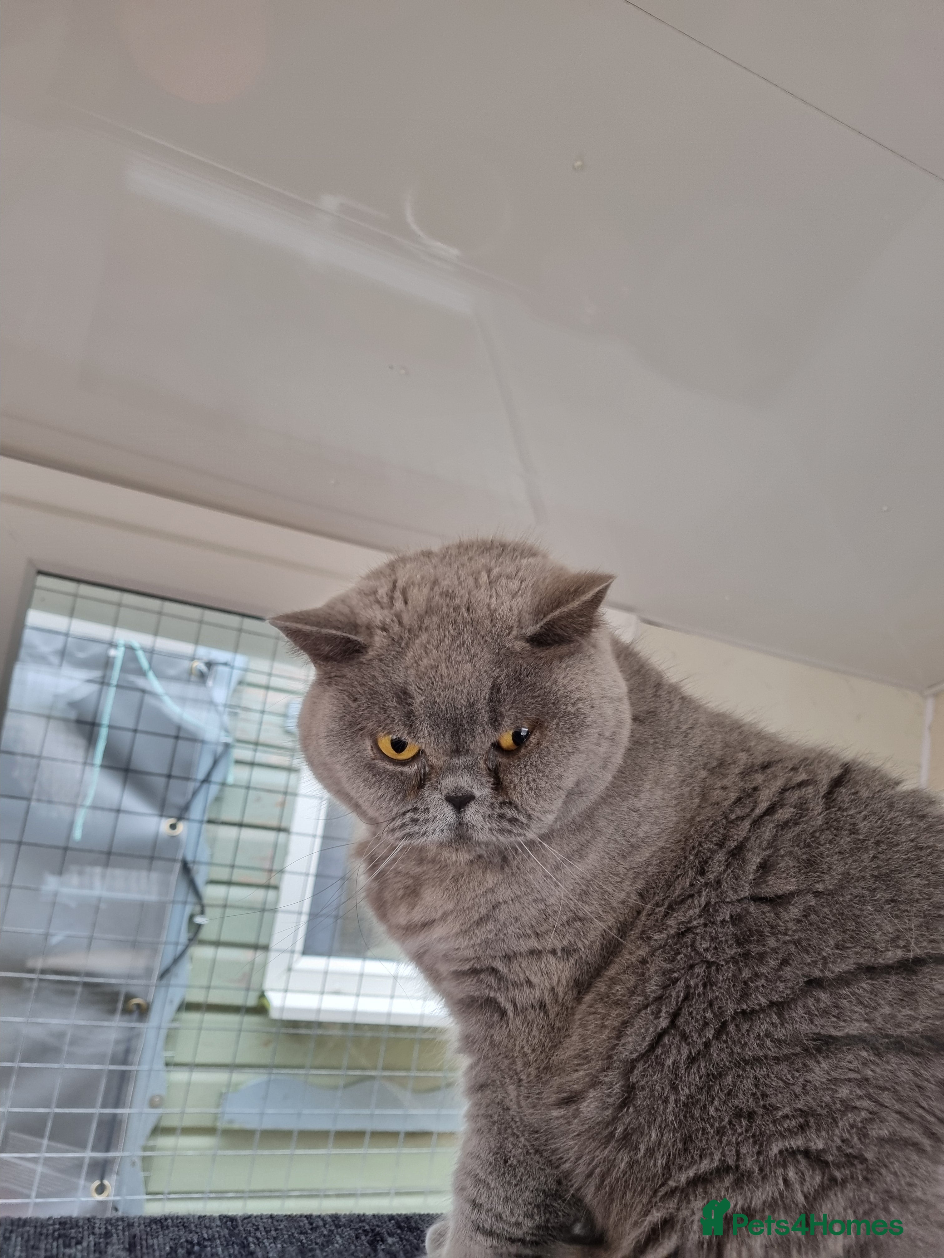 British Shorthair cats Blue British Shorthair girl.  - Advert 1