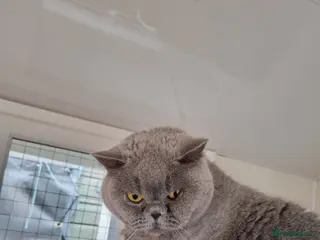 British Shorthair cats Blue British Shorthair girl. - Advert 5