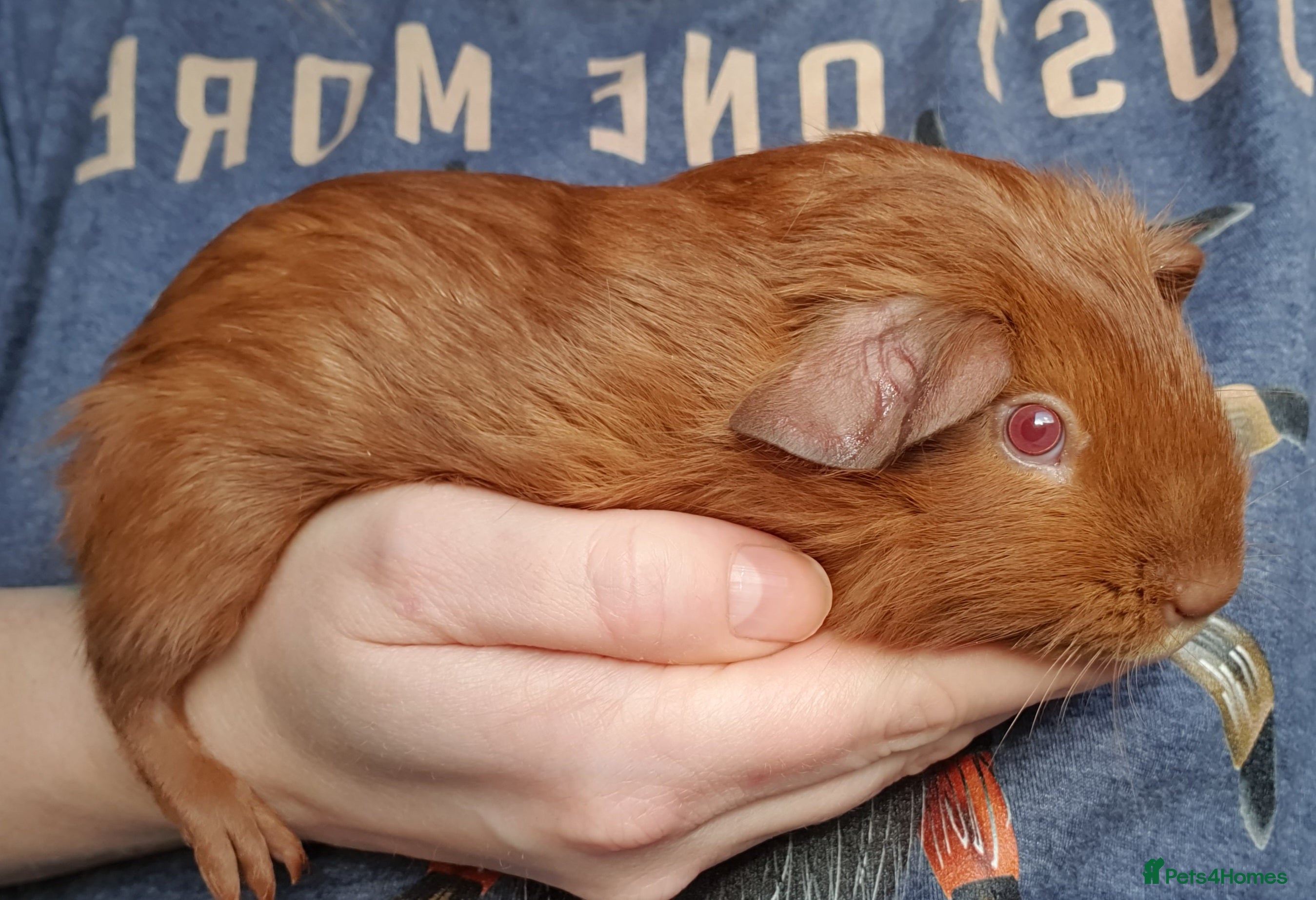 Guinea Pig rodents guinea pigs  - Advert 13