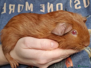 Guinea Pig rodents guinea pigs - Advert 13