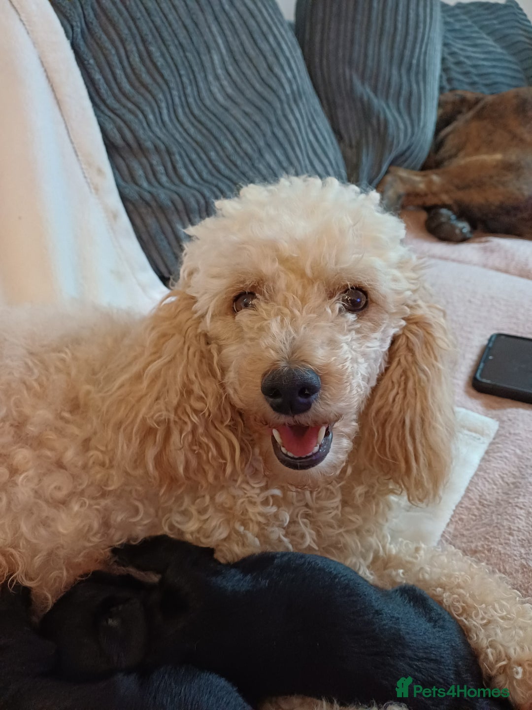 Schnoodle dogs for sale: Schnoodles - poodle and schnauzer mix - Advert 2