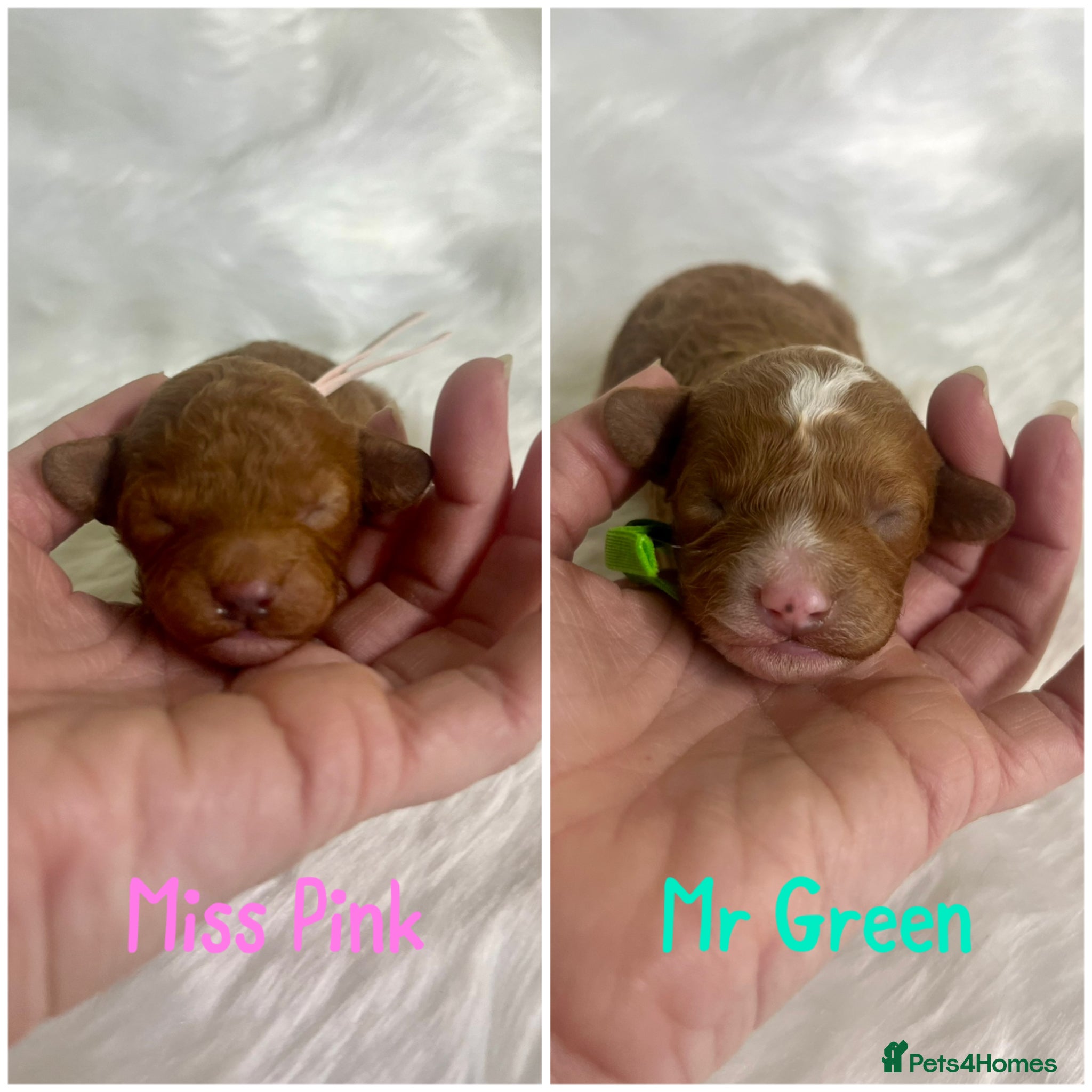 Cavapoo dogs Top Class Extensively tested Toy Cavapoo pups - Advert 14