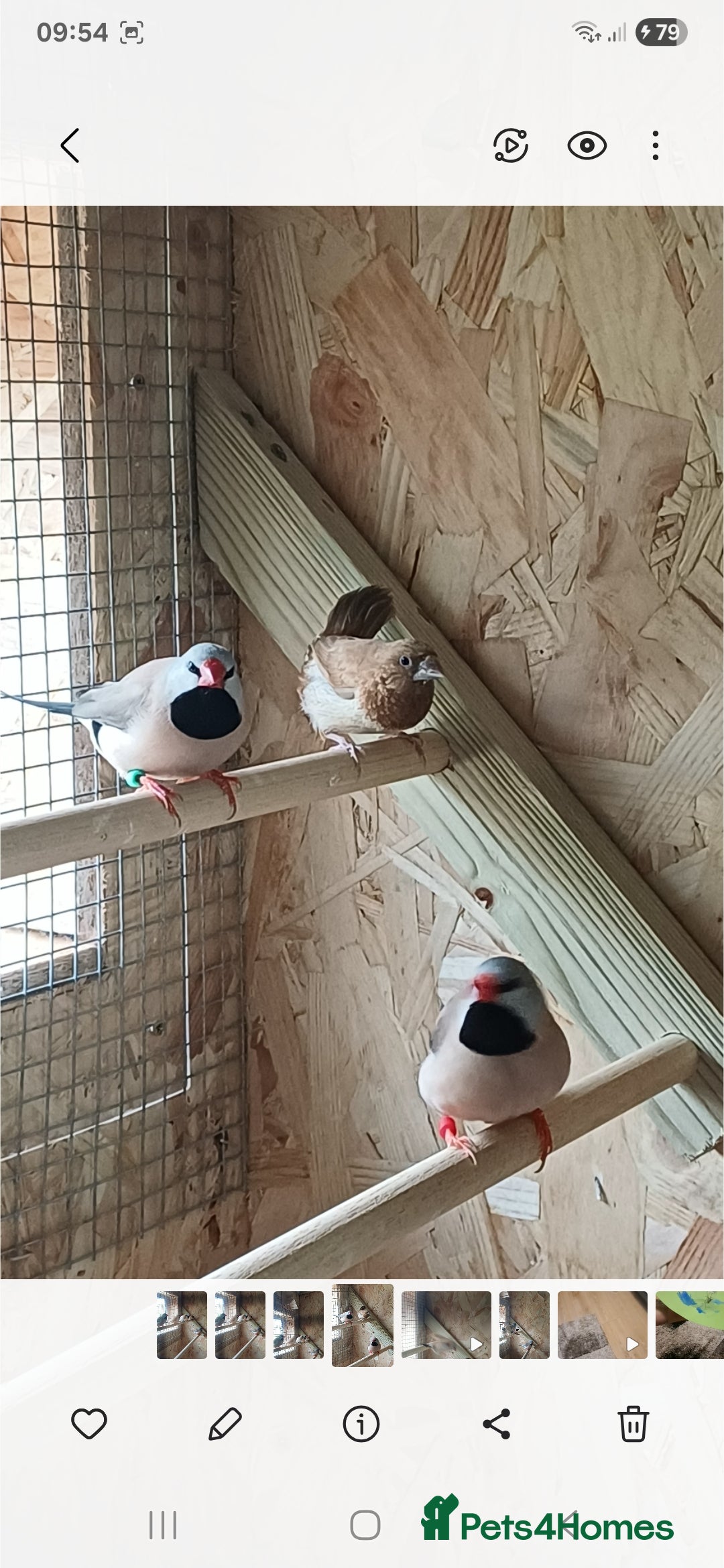 Finches birds for sale: Hecks finches and begalese  - Image 3