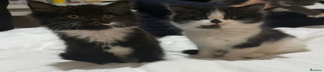 Domestic Shorthair Kitten 1