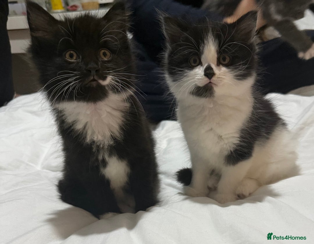 Domestic Shorthair cats for sale: ✨4 Loving Kittens Ready Now ✨ - Advert 9