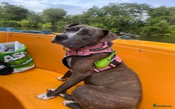 Mixed Breed dogs for sale: Staffy cross - Image 1